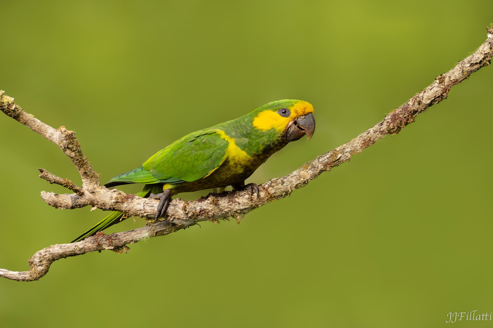 bird of colombia image 40